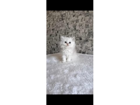 Aslan parçası british longhair