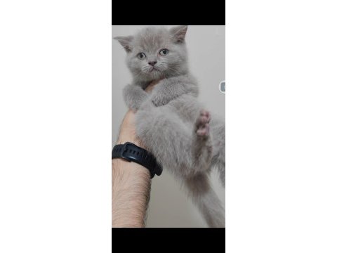 British shorthair kedisi