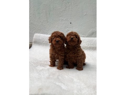 Anatomi harikası oyuncak boy poodle bebekler