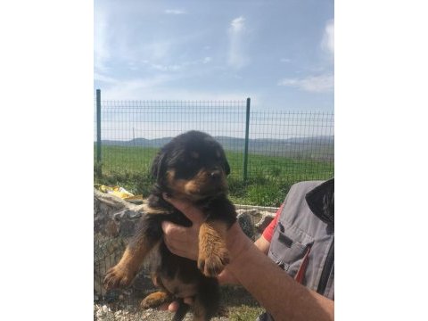 Rottweiler yavrularımız