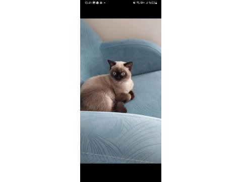 Minik siyam kedisi kızımız