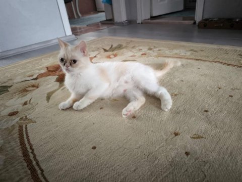 Dişi exotic shorthair kedi için sahip aranıyor (1 yaş)