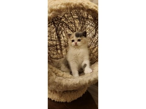 Tree color british shorthair yavruları