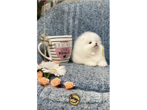 Teacup pomeranian boo yavrumuz