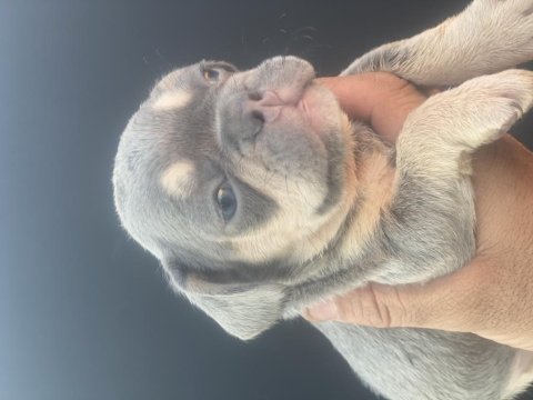 İzmirden french bulldog yavrularımız