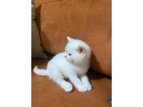 Tatlı yavru british shorthair
