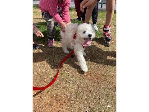 Maltese terrier 5.5 aylık aşıları tam