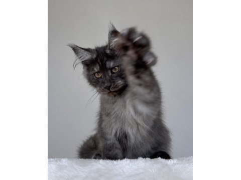 Wcf kayıtlı maine coon erkek black smoke