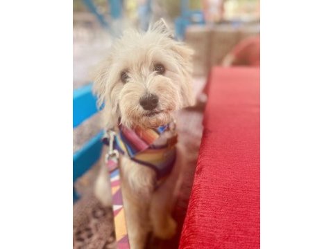 1 yaşında eğitimli dişi maltipoo