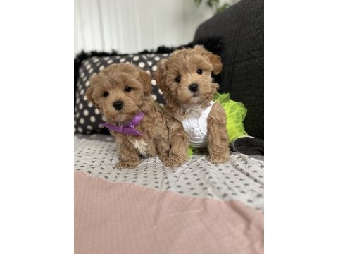 Teacup maltipoo tuvalet eğitimli