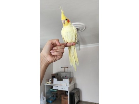 Takas sultan papağanı lutino dişi