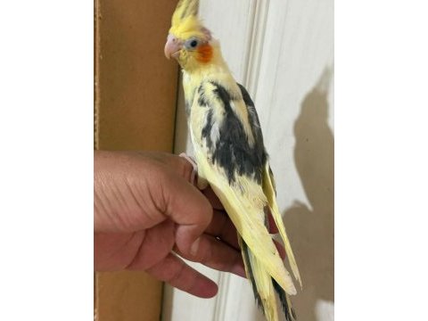 46 günlük full evcil bebek sultan papağanı
