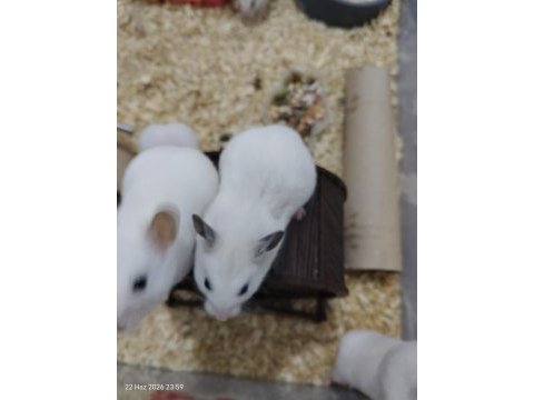 23 günlük roborovski hamsterleri 5 tane ve anne baba