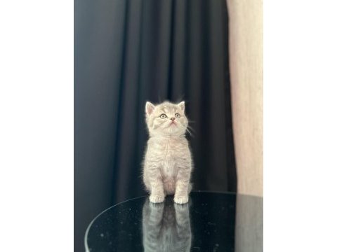 Brıtısh shorthair yavrularım 