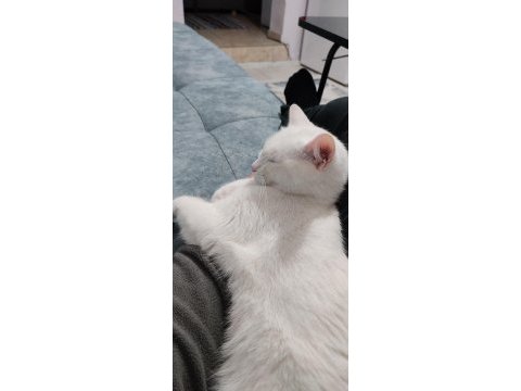 1 yaşında ankara kedisi görüşülür