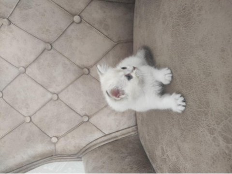 Birinci kalite blue point scottish fold yavrular