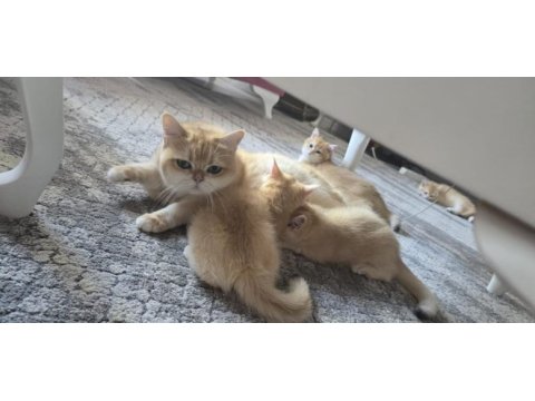 British shorthair golden ny12 yavrular