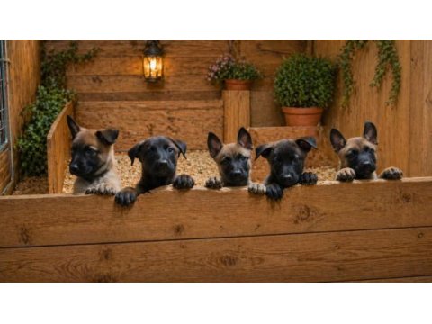 Üst düzey muhteşem anatomi hırslı malinois yavrular