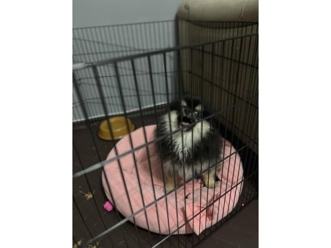 Pomeranian