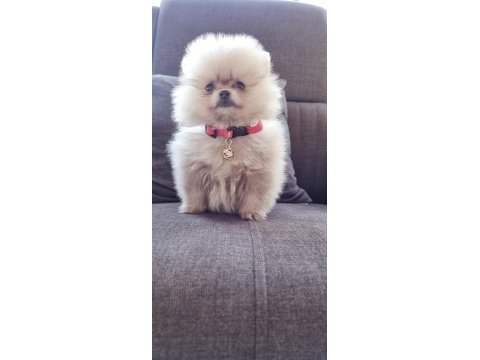 550 gr teacup pomeranian