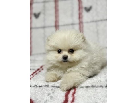 Micro boy ayı surat pomeranian boo
