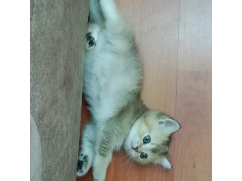 Safkan british shorthair