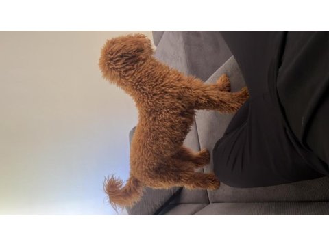 7 aylık toy poodle yavru
