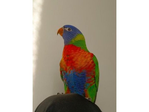 Full+full evcil 5 aylık lori papağanı