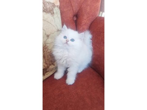 British longhair sağlıklı oyuncu kedimiz