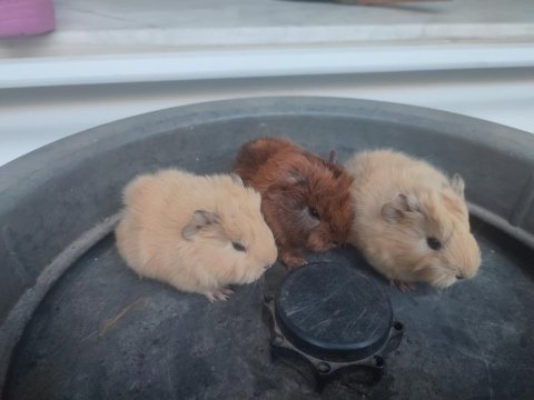 3 dişi 1 erkek guinea pig