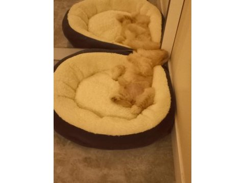 Maltipoo köpeğimiz