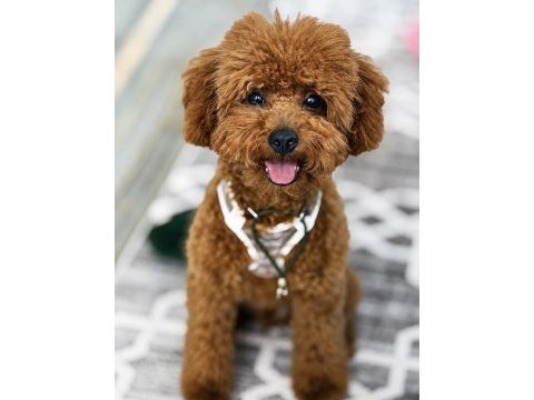 7 aylık tuvalet eğitimli poodle