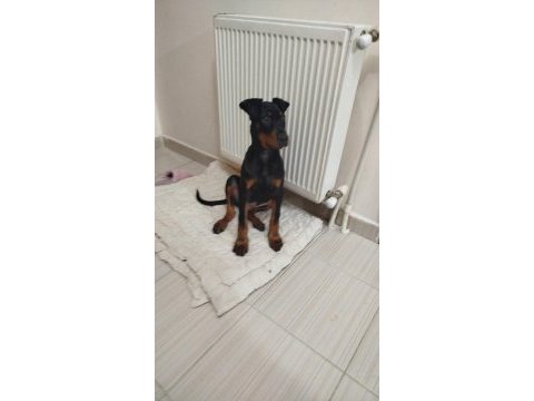 4 aylık erkek doberman