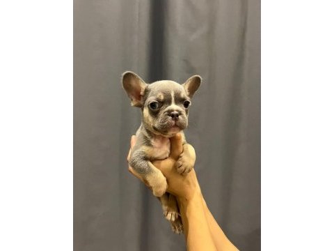 Lilac tan french bulldog