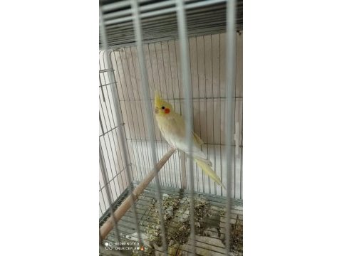 Hazır 2 adet sultan papağanı