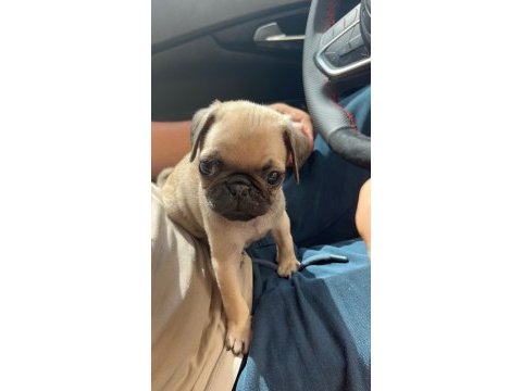 Irk garantili pug yavrular