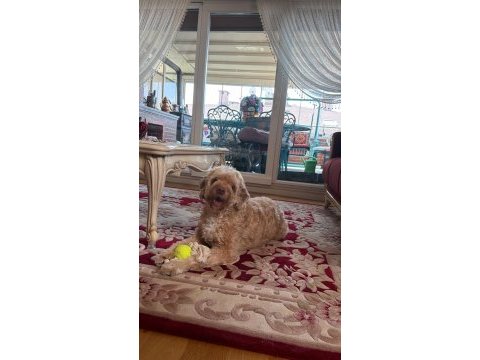 Maltipoo viski