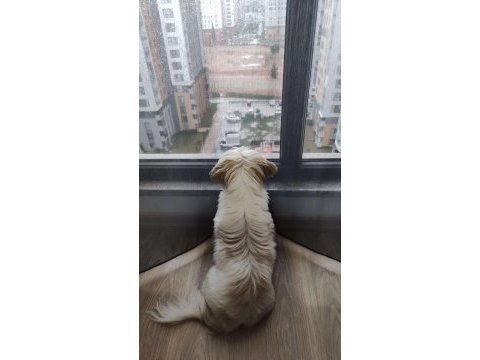 Safkan dişi shih tzu evayı sahiplendiriyorum