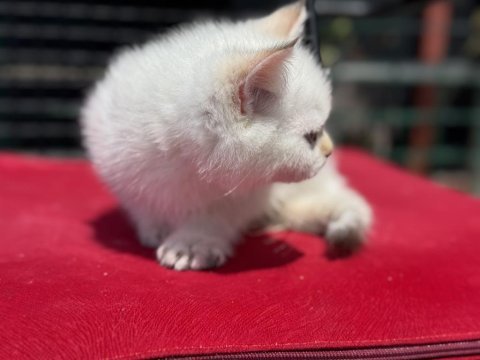 Ziyarete açık beyaz mavi gözlü british shorthair 