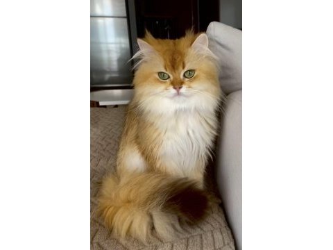 Şecereli british longhair golden yetişkin erkek