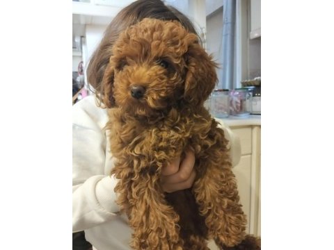 3.5 aylık poodle sahiplendirme