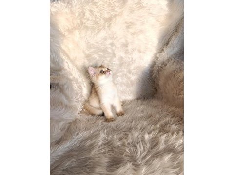 British shorthair golden ny11 erkek