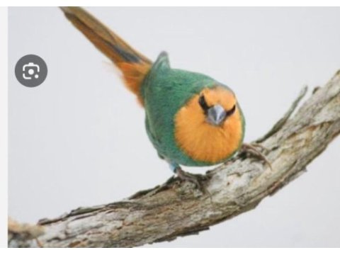 Parrot ispinozu
