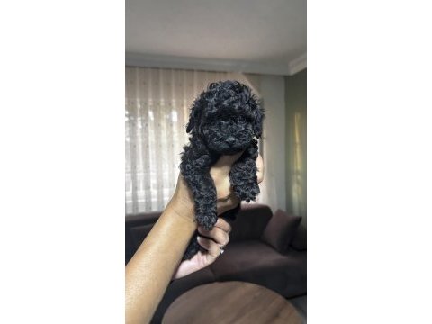 Tüm renklerde orjinal ırk toy poodle yavrular