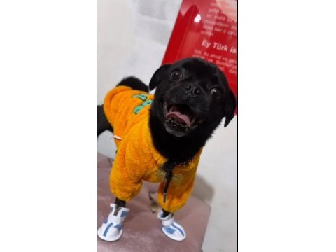 Siyah pug pascal için yuva arıyoruz