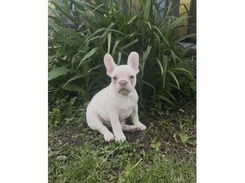 Lilac platinium krem renk dişi french bulldog