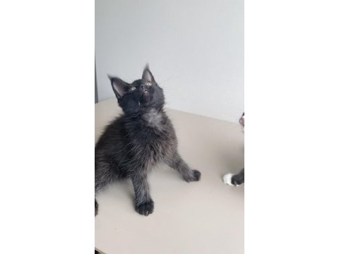 Değerini bilene özel xxl maine coon bebekler 