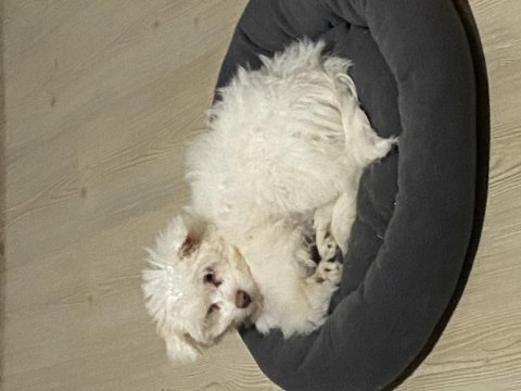 Maltese terrier acil sahiplendirilir