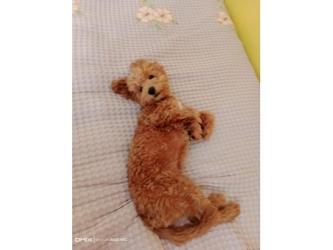 Kıvır kıvır toy poodle uygun
