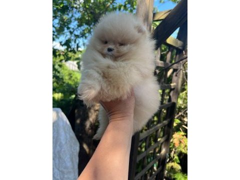 Sağlık ve ırk garantili pomeranian boo köpeği